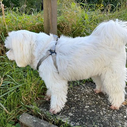 chien blanc se promene harnais pour chien gris