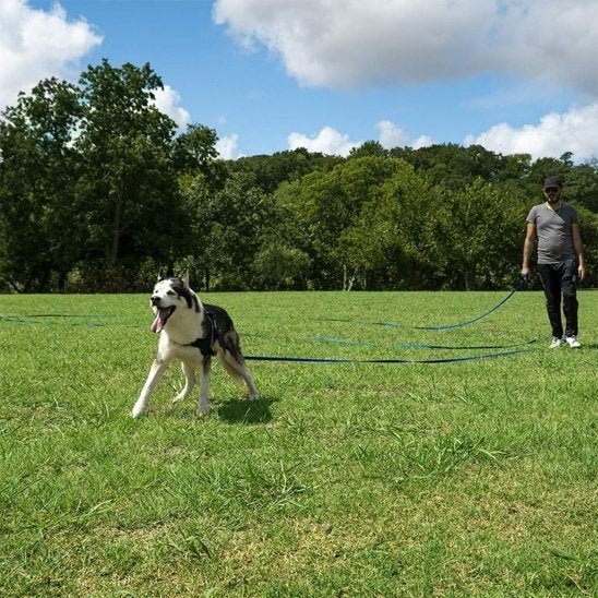 chien cours parc verdoyant laisse chien bleu marine