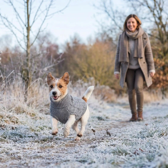 chien court dans neige avec pull pour chien gris