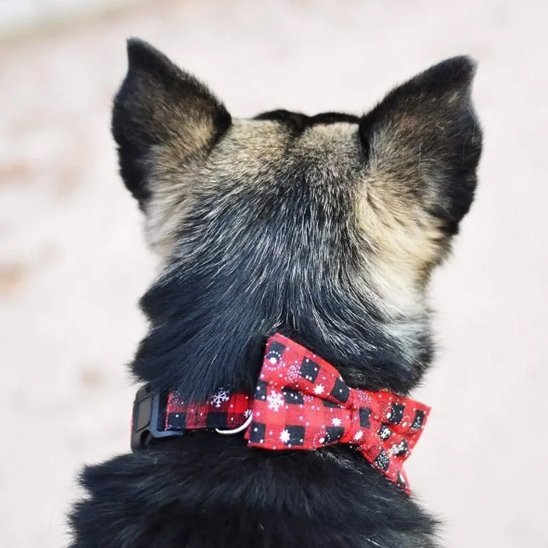 chien de dos avec collier chien rouge