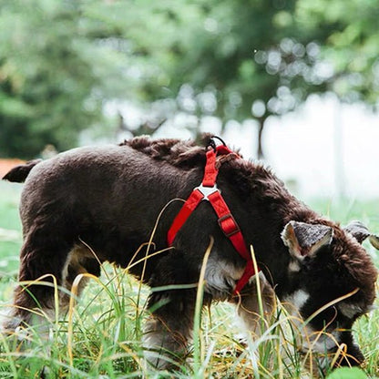chien debout dans l herbe avec harnais pour chien rouge