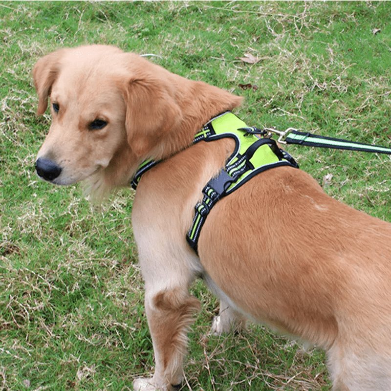 chien debout dans l herbe avec harnais pour chien vert clair
