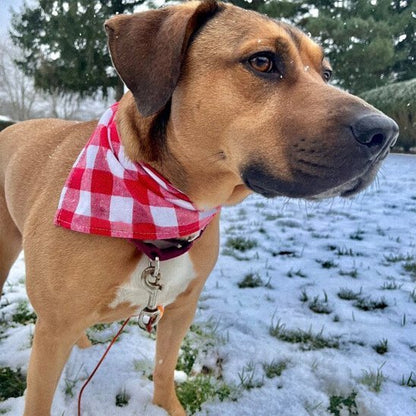 chien debout neige bandana carreaux blanc et rouge
