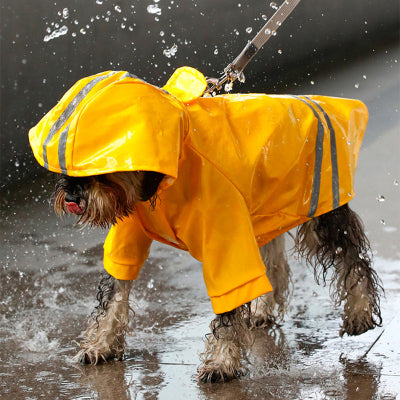 chien debout sous la pluie avec manteau pour chien jaune