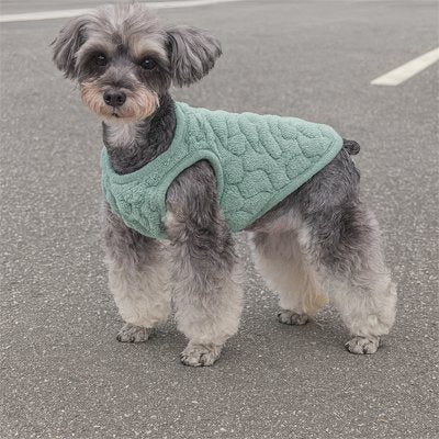 chien debout sur route avec pull chien vert 