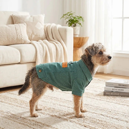 chien debout tapis salon avec manteau chien vert fonce