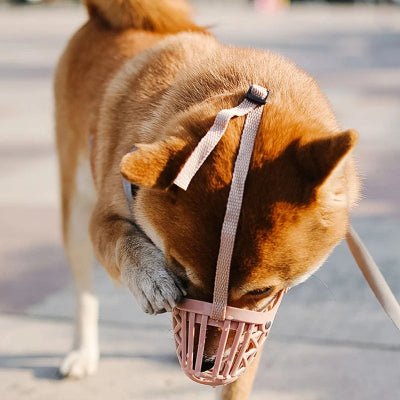 chien essaie d enlever museliere chien rose