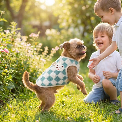 chien griffon portant pull chien damier bleu jouant avec enfants