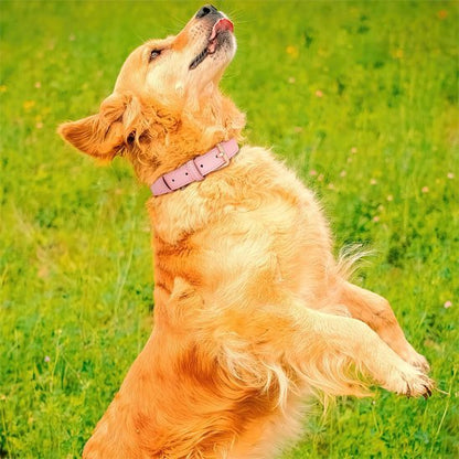chien joue dans herbe collier chien rose