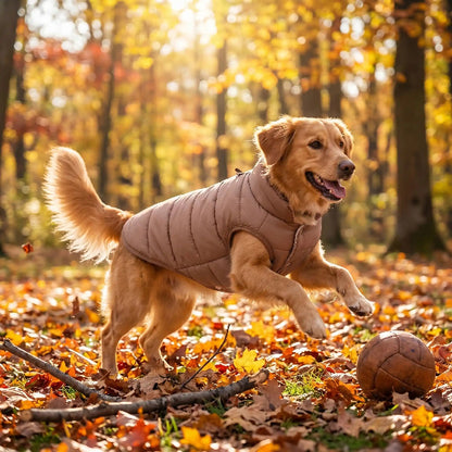 chien joue dehors automne avec manteau chien cafe