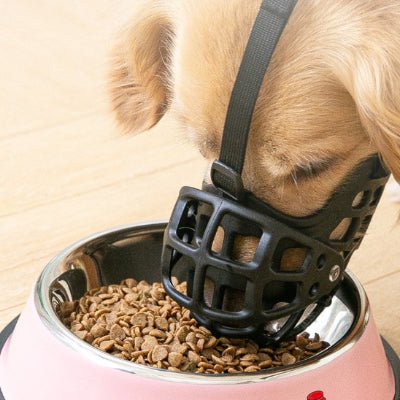 chien mange croquettes dans gamelle avec museliere noir