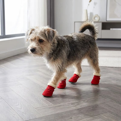 chien marche parquet avec chaussure chien rouge