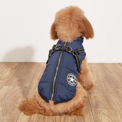 chien marron assis avec manteau pour chien bleu