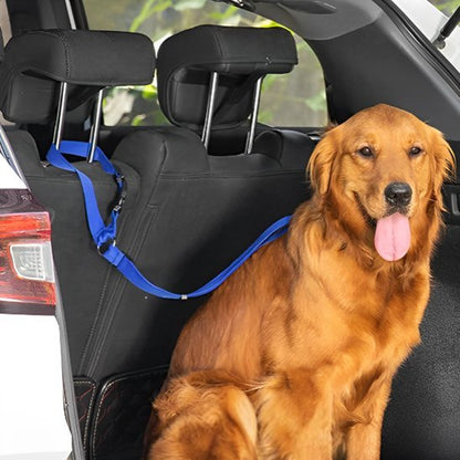 chien marron assis coffre voiture attache avec laisse chien bleu
