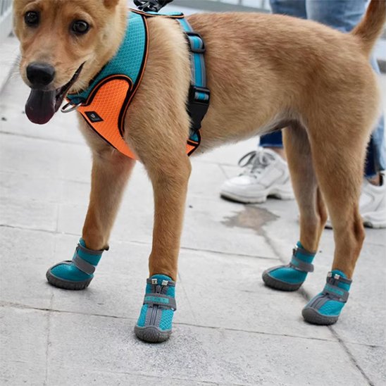 chien marron avec harnais portant chaussures pour chien turquoise