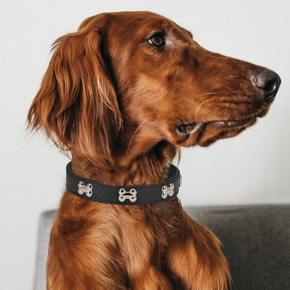 chien marron de profil collier pour chien noir