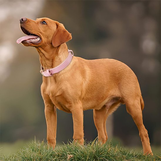 chien marron debout avec collier chien rose