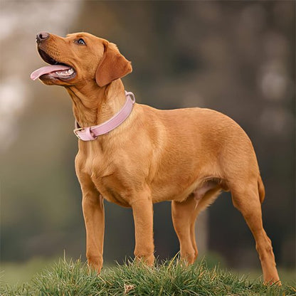 chien marron debout avec collier chien rose
