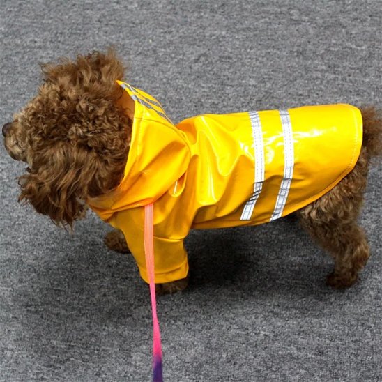 chien marron debout avec manteau pour chien jaune