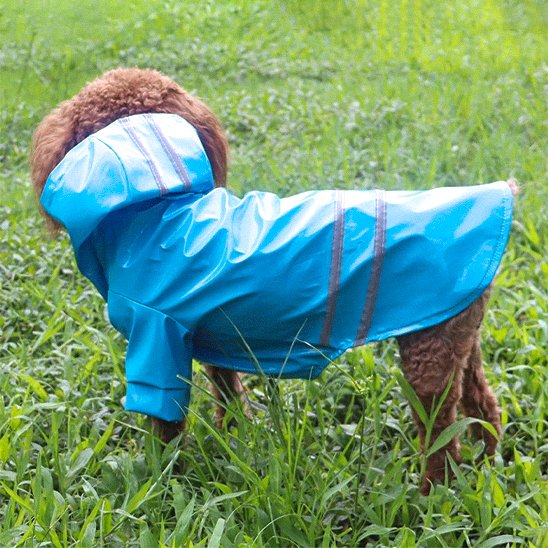 chien marron debout dans herbe avec manteau pour chien bleu
