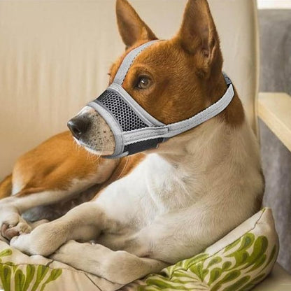chien marron et blanc allonge coussin avec muselière chien gris