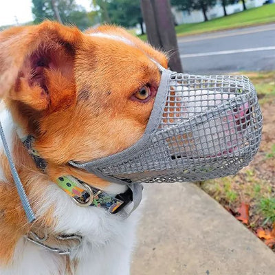 chien marron et blanc avec muselière chien gris