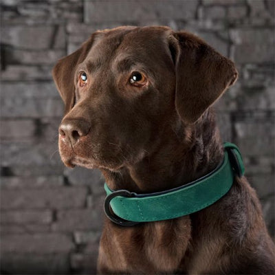 chien marron portant collier pour chien vert emeraude