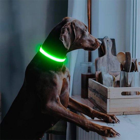 chien marron regarde par fenetre collier chien lumineux vert