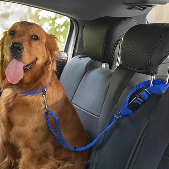 chien marron siege arriere voiture attache avec laisse chien bleu