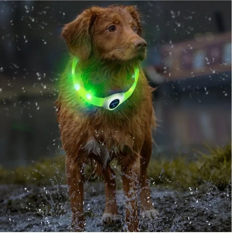 chien mouille pluie dehors collier lumineux pour chien vert