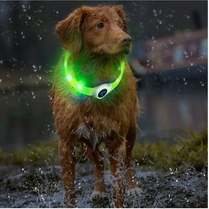 chien mouille pluie dehors collier lumineux pour chien vert