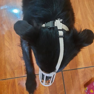 chien noir allonge avec museliere chien rose reglable