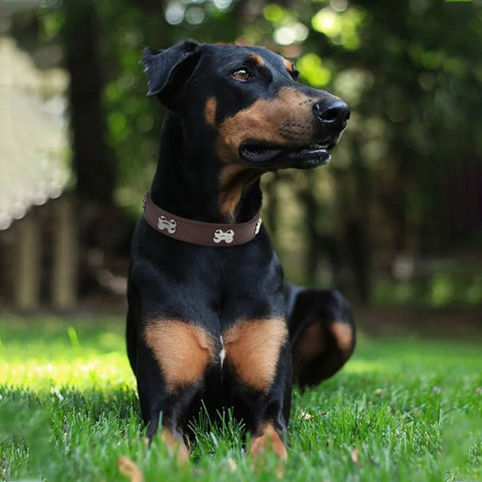 chien noir allonge collier pour chien chocolat motifs os
