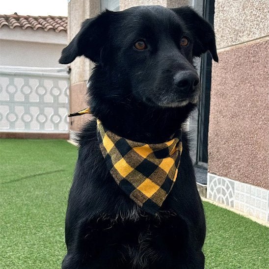 chien noir assis bandana chien carreaux jaune noir