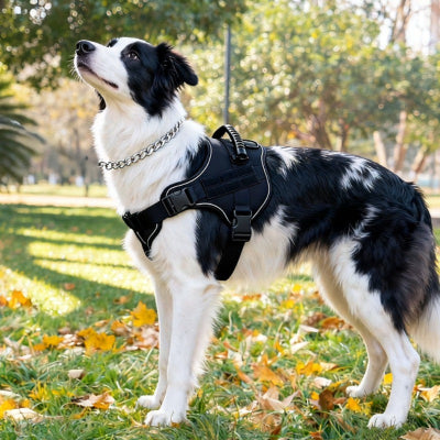 chien noir blanc portant harnais anti traction chien noir