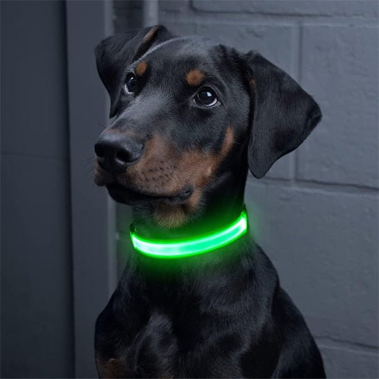 chien noir collier chien lumineux vert
