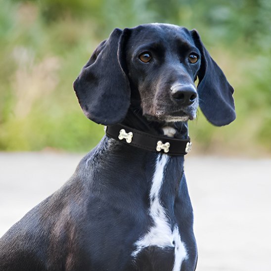 chien noir collier pour chien noir motifs os