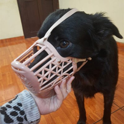 chien noir dans maison avec museliere chien rose
