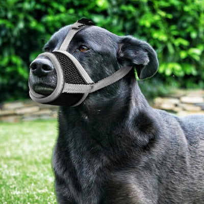 chien noir debout dans jardin avec muselière pour chien gris