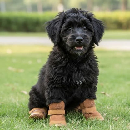 chien noir portant chaussure chiens marron assis sur herbe