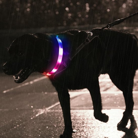 chien noir se promene avec collier lumineux chien