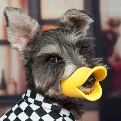 chien pelage fonce avec muselière jaune silicone souple