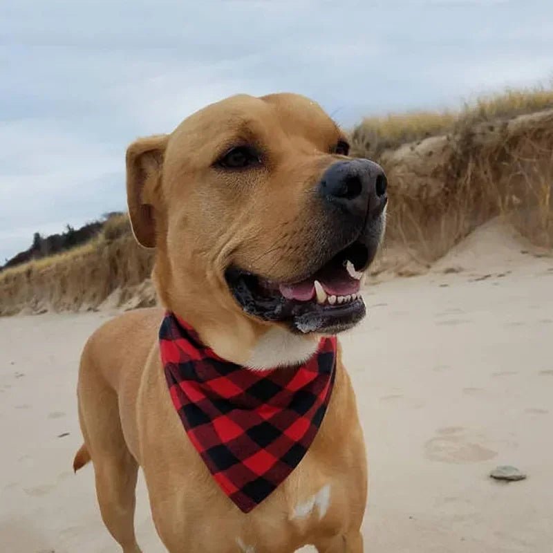 chien plage bandana carreaux rouge noir