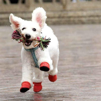 chien portant chaussure chien rouge court jouet dans la gueule
