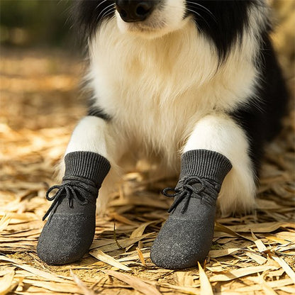 chien portant chaussure chien sur pattes avant