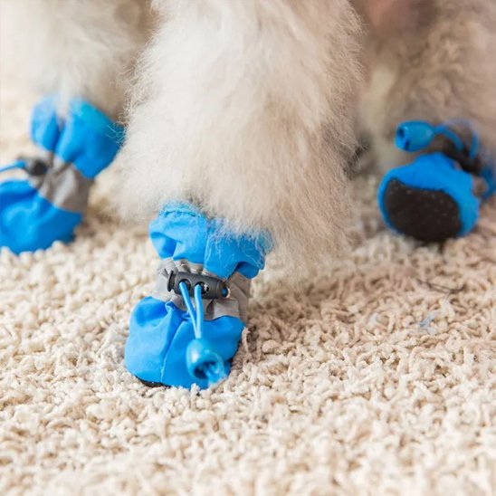 chien portant chaussure chiens bleu antidérapante