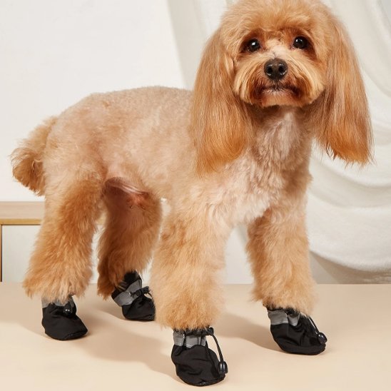 chien portant chaussure chiens noir avec cordon de serrage