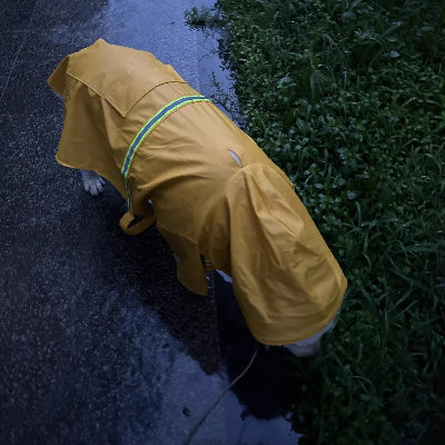 chien portant imperméable pour chien renifle herbe sous pluie