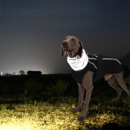 chien portant manteau chien reflechissant la nuit