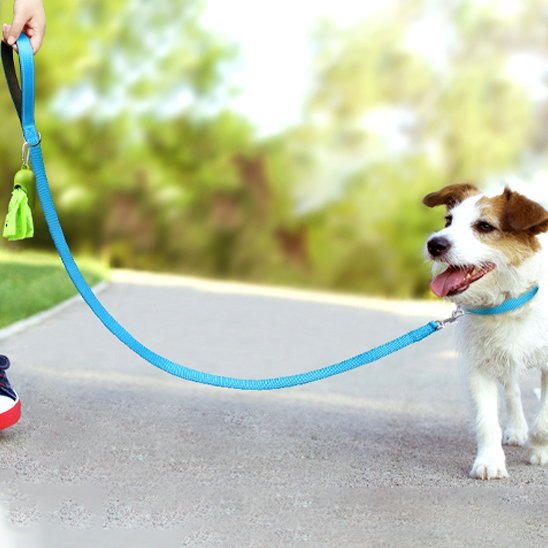 chien promenade parc avec laisse pour chien bleu ciel